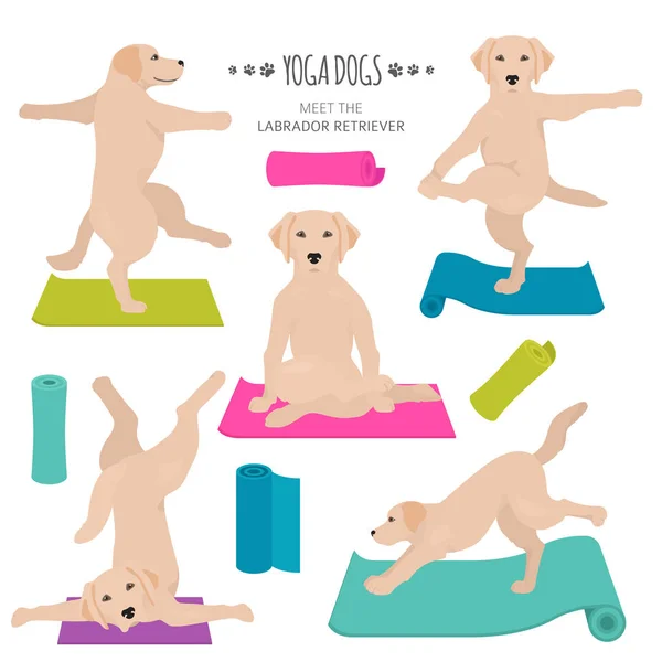 Yoga köpekleri poz verir ve egzersiz yapar. Labrador Retriever Clipart — Stok Vektör