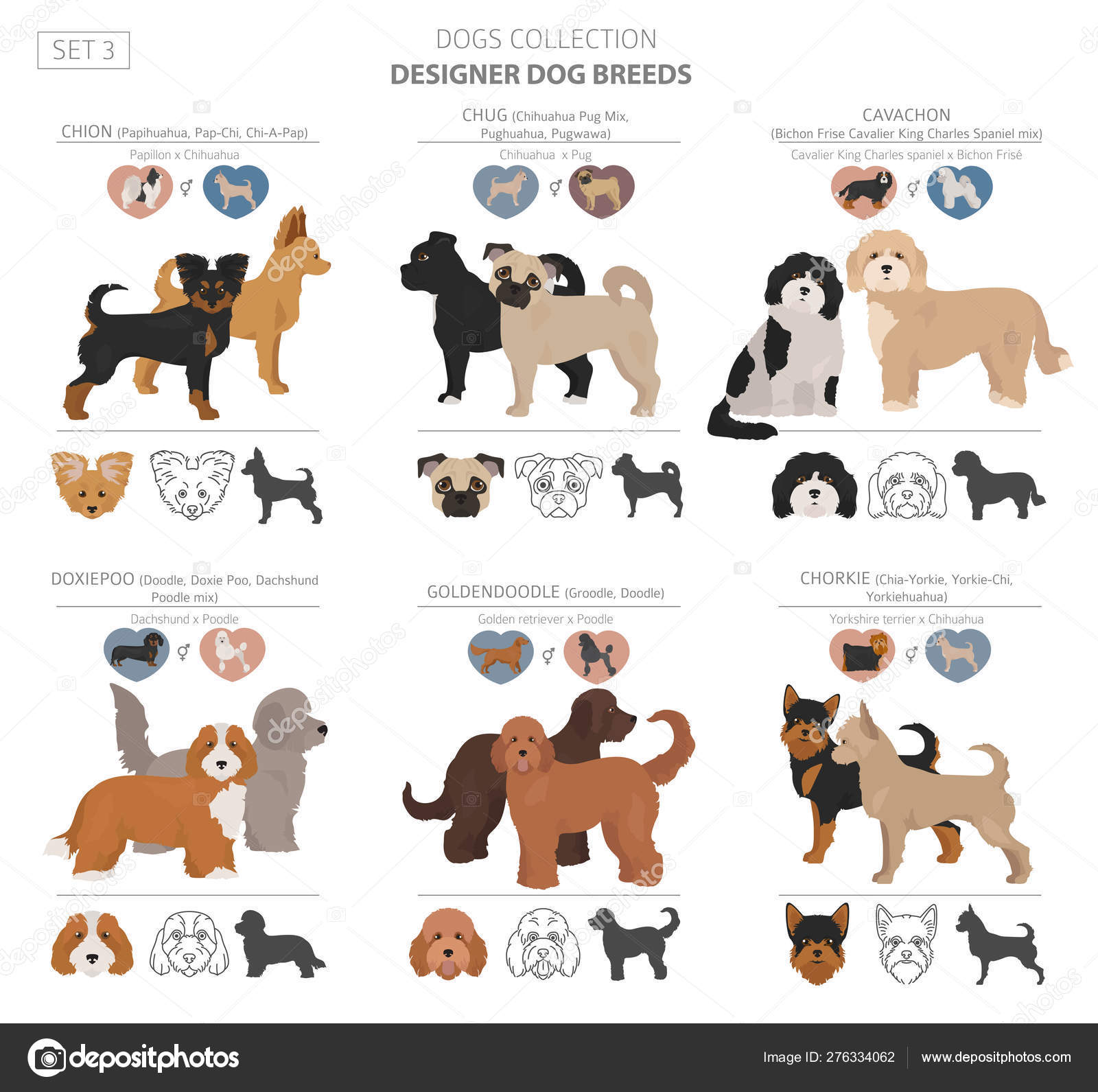 Designer crossbreed, hybrid mix pooches collection isolate Stock Image by ©A7880S #276334062