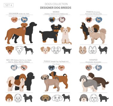 Tasarımcı köpekler, crossbreed, hibrid mix pooches toplama izole