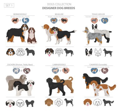 Tasarımcı köpekler, crossbreed, hibrid mix pooches toplama izole