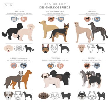 Tasarımcı köpekler, crossbreed, hibrid mix pooches toplama izole