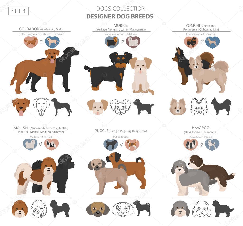 Designer dogs, crossbreed, hybrid mix pooches collection isolate