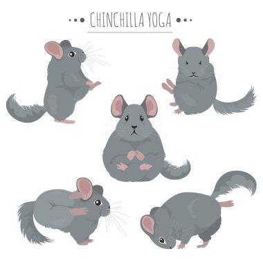 Chinchilla yoga pozlar ve egzersizler. Sevimli karikatür clipart seti