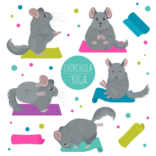 Chinchilla yoga poses et exercices. Mignon jeu de cliparts de bande dessinée — Image vectorielle