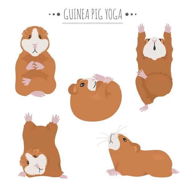 Meerschweinchen Yoga Posen und Übungen. Niedliche Cartoon Cliparts Set — Stockvektor