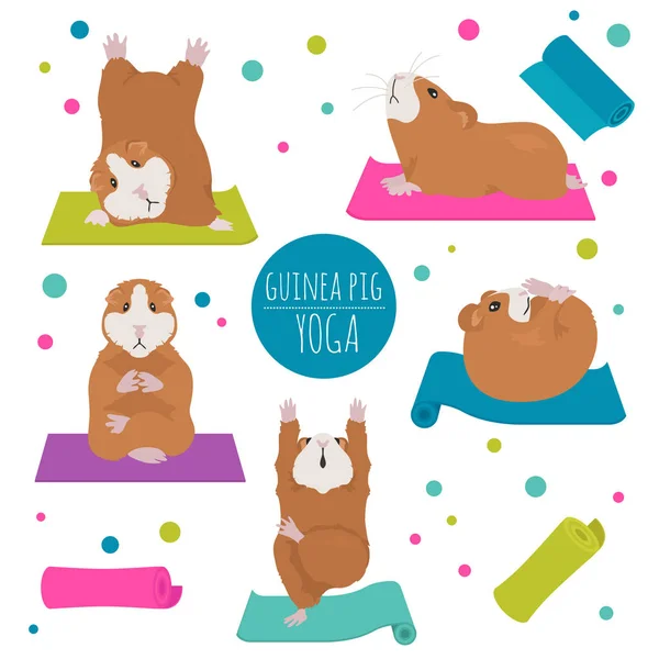 Guinée pose de yoga de porc et des exercices. Mignon jeu de cliparts de bande dessinée — Image vectorielle