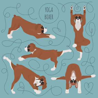 Yoga köpekleri poz verir ve egzersiz yapar. Boksör köpeği kırpması