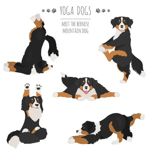 Perros de yoga poses y ejercicios. Bernese montaña perro clipart — Vector de stock