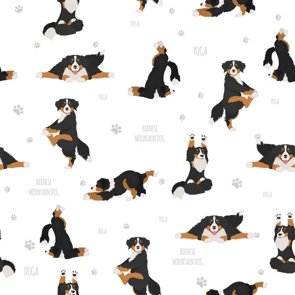 Yoga dogs poses and exercises. Bernese mountain dog seamless pat — Stock Vector