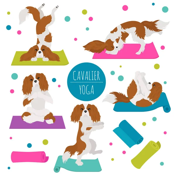 Yoga chiens pose et des exercices. Cavalier roi Charles épagneul cli — Image vectorielle