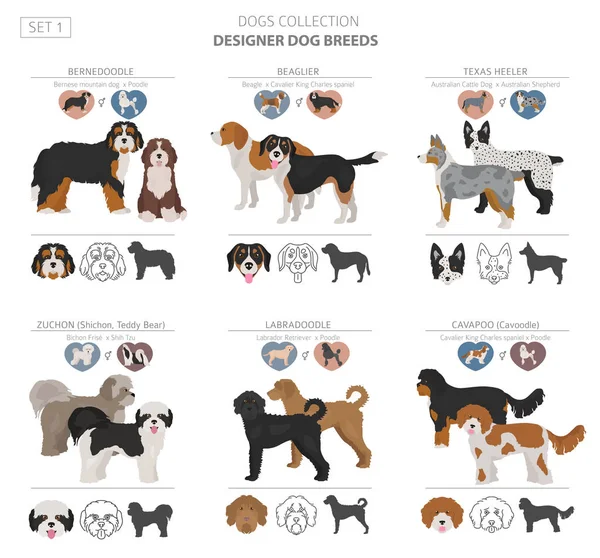 Designer dogs, crossbreed, hybrid mix pooches collection isolate — Stock Vector