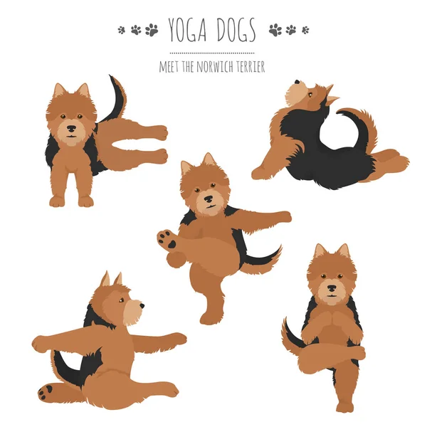 Yoga-Hunde posieren und üben. Norwich Terrier Cliparts — Stockvektor