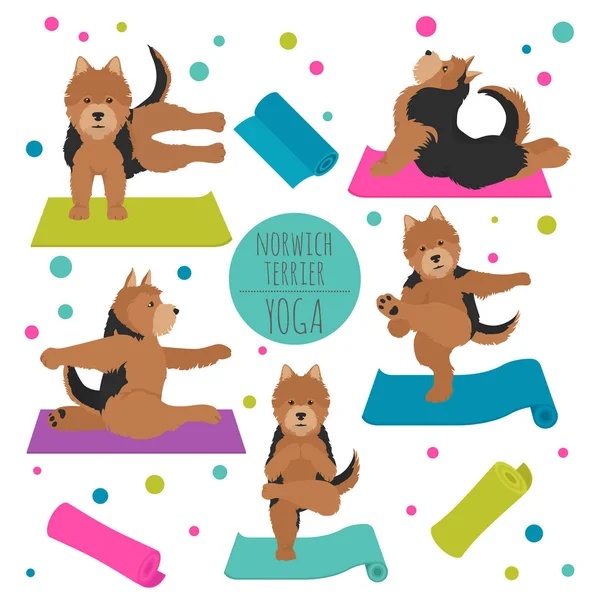 Cães de ioga poses e exercícios. Clipart terrier Norwich — Vetor de Stock