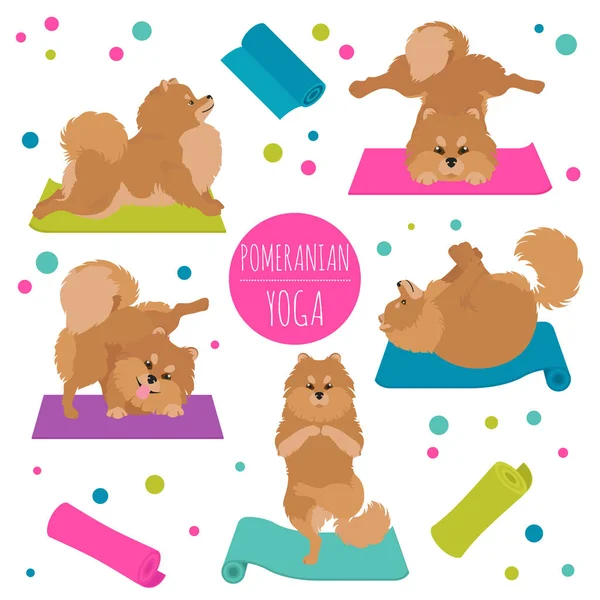 Perros de yoga poses y ejercicios. Clipart pomeraniano — Vector de stock