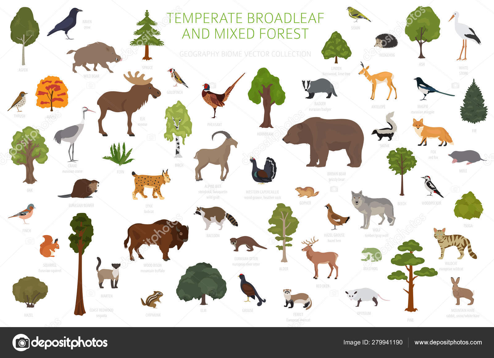 Temperate broadleaf forest and mixed forest biome. Terrestrial e Stock Vector Image by ©A7880S #279941190 Temperate broadleaf forest and mixed forest biome. Terrestrial e Stock Vector Image by ©A7880S #279941190