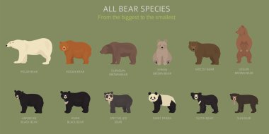 All world bear species in one set. Bears collection. Vector illu clipart