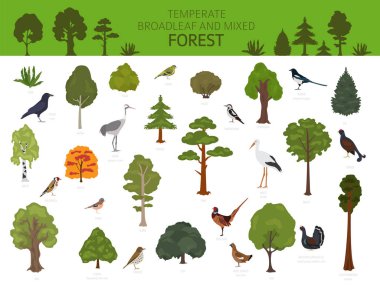 Temperate broadleaf forest and mixed forest biome. Terrestrial e clipart