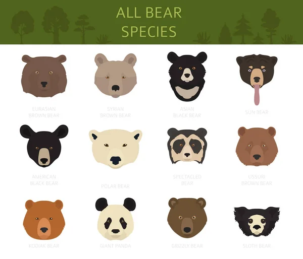 Todas as espécies de ursos do mundo em um conjunto. Coleção de ursos. Vector illu — Vetor de Stock