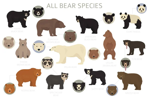 Все виды животных в мире обитают в одном комплекте. Коллекция медведей. Векторная иллюзия — стоковый вектор