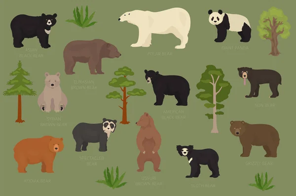 Todas las especies de osos del mundo en un solo conjunto. Colección de osos. Vector illu — Vector de stock