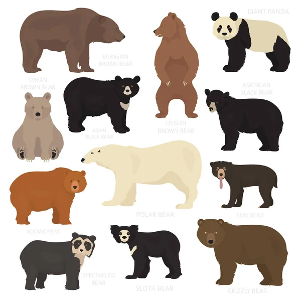 Todas las especies de osos del mundo en un solo conjunto. Colección de osos. Vector illu — Archivo Imágenes Vectoriales