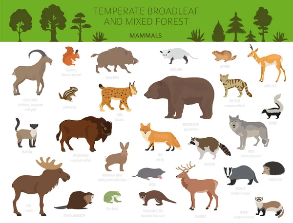 Gematigd breedbladige bos en gemengde bosbiome. Terrestrial e — Stockvector