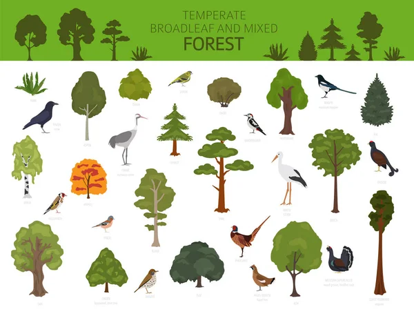 Forêt feuillue tempérée et biome forestier mixte. Terrestre — Image vectorielle