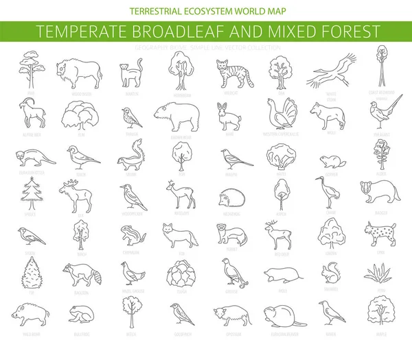 Forêt feuillue tempérée et biome forestier mixte. Terrestre — Image vectorielle