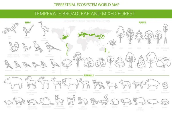 Gemäßigter Laubwald und Mischwald. terrestrische e — Stockvektor