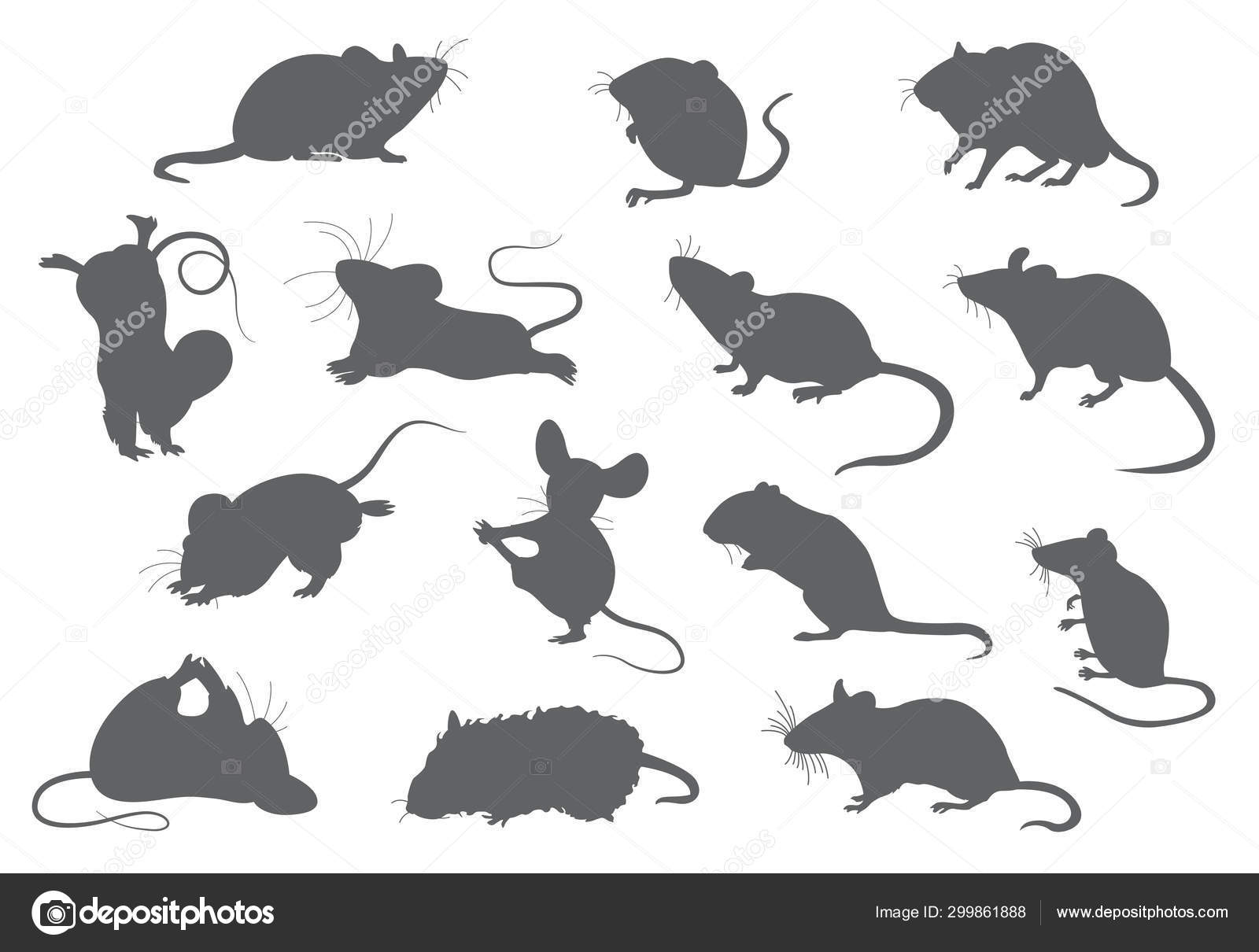 cucciolo di ratto - 5 Confezione di ratti Foto Stock, Confezione di ratti Immagini | Depositphotos