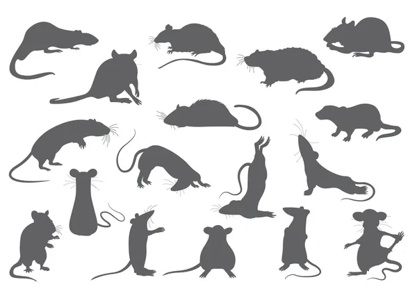 Sbírka různých krys. Krysí pózy a cvičení. Roztomilý kreslený — Stockový vektor