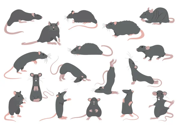 Olika råttor samling. Råtta poser och övningar. Söt tecknad serie — Stock vektor