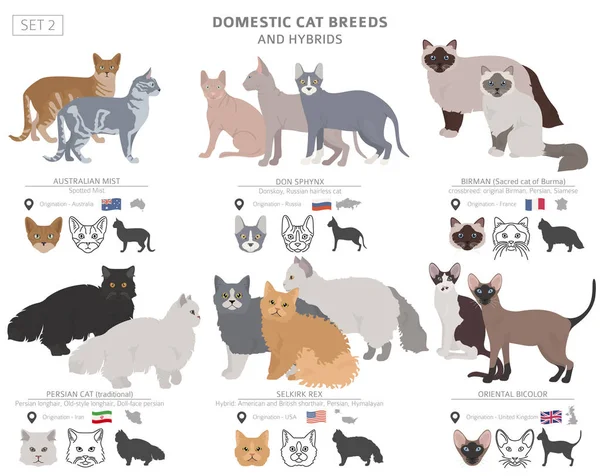 Vetores de Personagens De Gatos De Desenho Animado Padrão Perfeito  Diferentes Poses De Gato Yoga E Emoções Definidas Design De Estilo Simples  De Cor Plana Gatos Siameses Colorpoint e mais imagens de