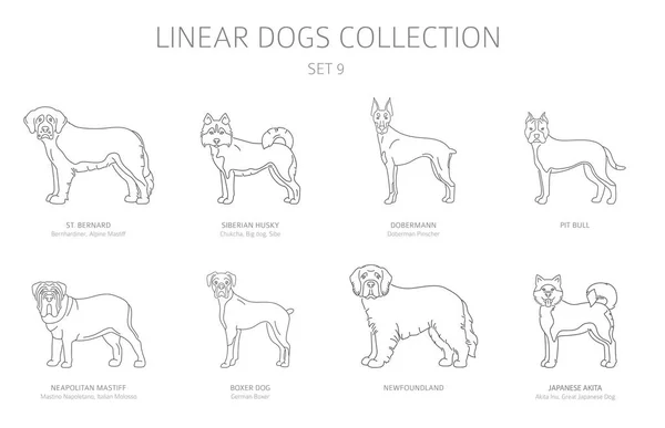 Simple line dogs collection isolated on white. Dog breeds. Flat — Stock Vector