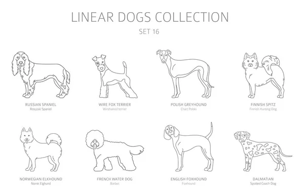 foxhound americano elkhound