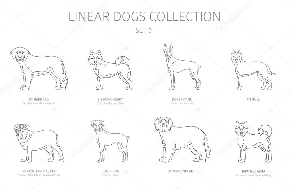 Simple line dogs collection isolated on white. Dog breeds. Flat 