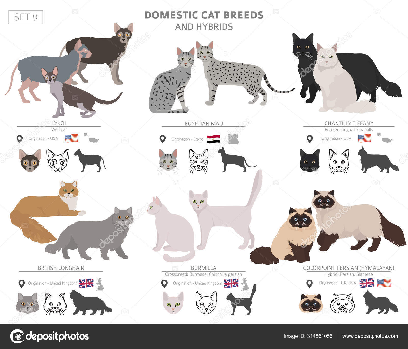 Domestic cat breeds and hybrids collection isolated on Fl - Main Image