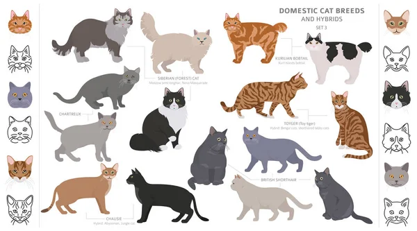 Razas de gatos domésticos y colección de híbridos aislados en blanco. Fl — Vector de stock