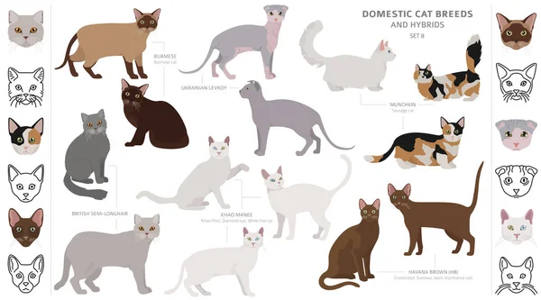 Raças de gatos domésticos e coleção de híbridos isolados em branco. Fl — Vetor de Stock