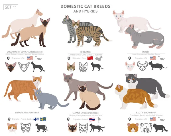 Domestic cat breeds and hybrids collection isolated on white. Fl