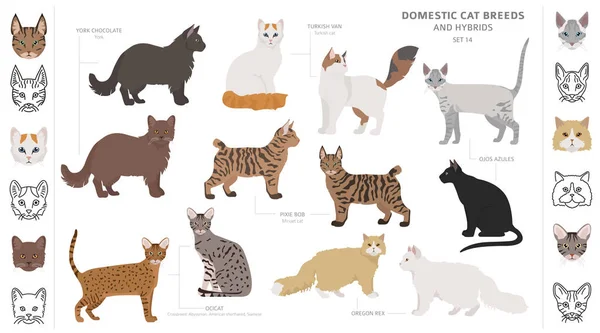 Домашні котячі породи та колекція гібридів ізольовані на білому. Флоріан — стоковий вектор