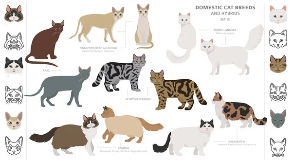 Razze domestiche di gatto e raccolta di ibridi isolata su bianco. F I — Vettoriale Stock
