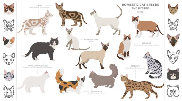 Domestic cat breeds and hybrids collection isolated on white. Fl — Stock Vector