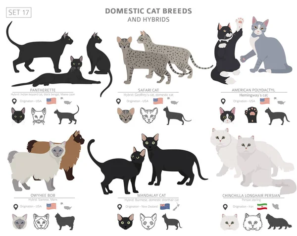 Races de chats domestiques et collection d'hybrides isolés sur blanc. Fl — Image vectorielle