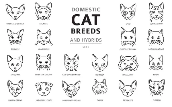Razze domestiche gatto e ibridi lineari ritratti collezione isol — Vettoriale Stock