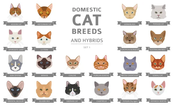 Domestic cat breeds and hybrids portraits collection isolated on — ストックベクタ