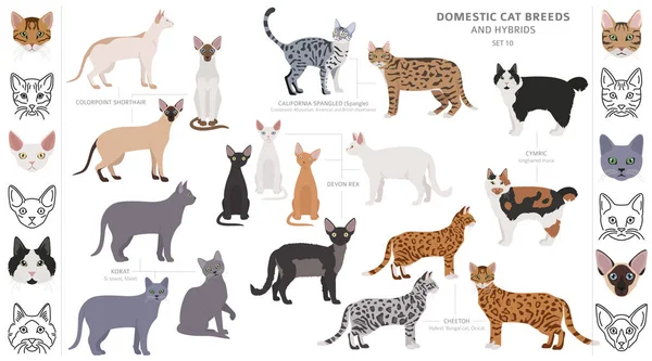 Domestic cat breeds and hybrids collection isolated on white. Fl — Stock Vector