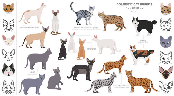 Domestic cat breeds and hybrids collection isolated on white. Fl