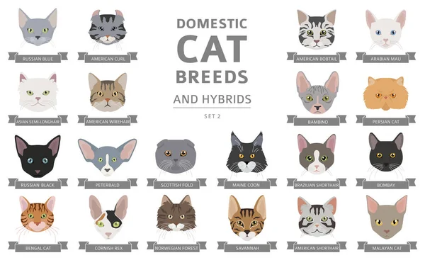 Domestic cat breeds and hybrids portraits collection isolated on — Stock Vector