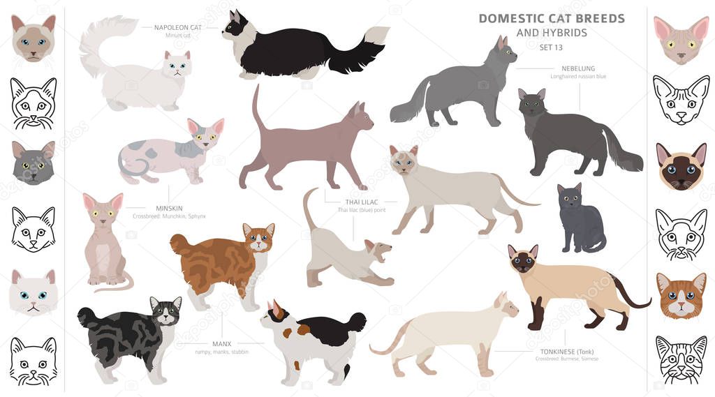 Domestic cat breeds and hybrids collection isolated on white. Fl